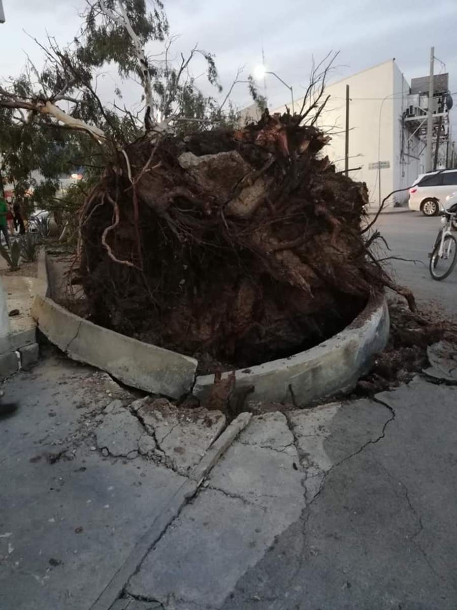 Raíces del árbol que se vino abajo en la colonia Navarro de Torreón. (JENNIFER FAVILA) 
