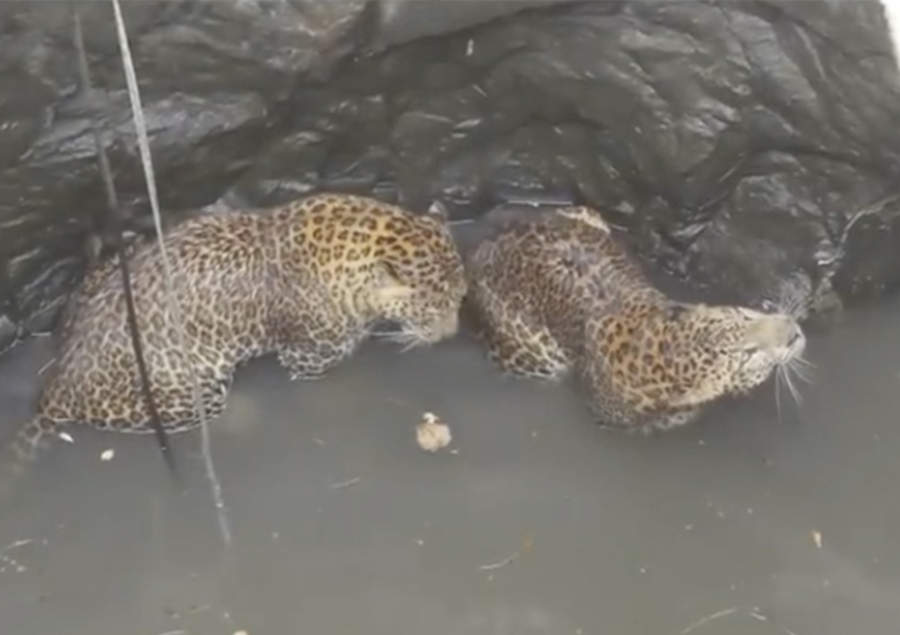 Rescatan a leopardos de pozo tras caer por pelear