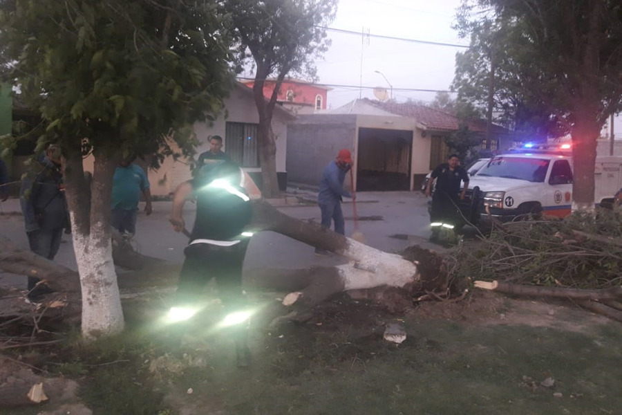 Tolvanera deja árboles caídos, incendios y apagones en Gómez Palacio y Lerdo