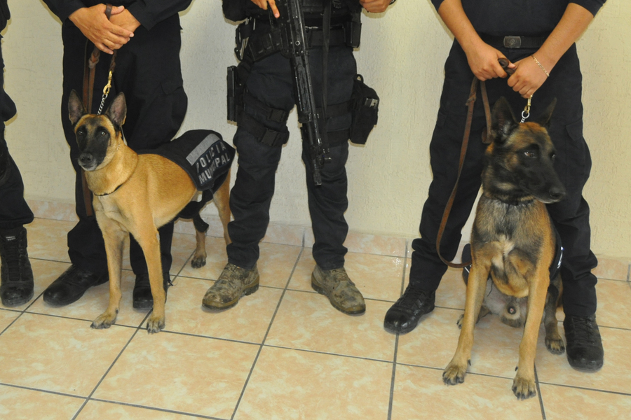 DSPM de Matamoros busca que canes entrenados los ayuden a combatir y prevenir la delincuencia. (EL SIGLO DE TORREÓN)