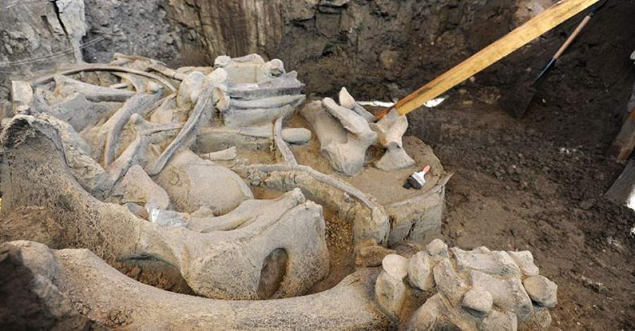 Los restos se han encontrado incompletos y dispersos en dos secciones de excavación. (ESPECIAL)