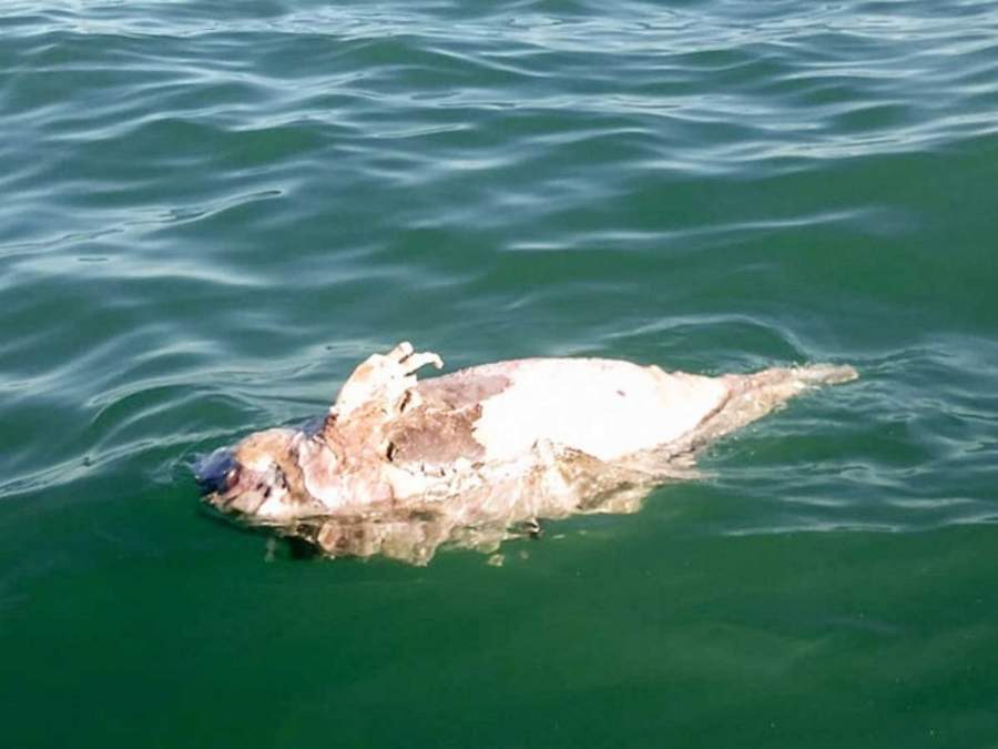 Las vaquitas marinas se quedan atrapadas en redes de la pesca ilegal de la totoaba. (ESPECIAL)