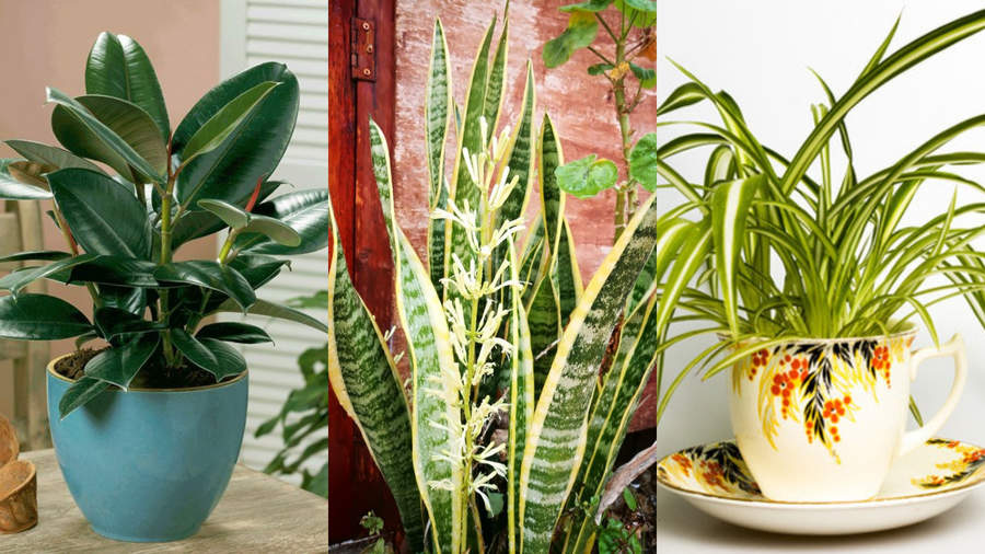 Plantas que absorben el calor en casa
