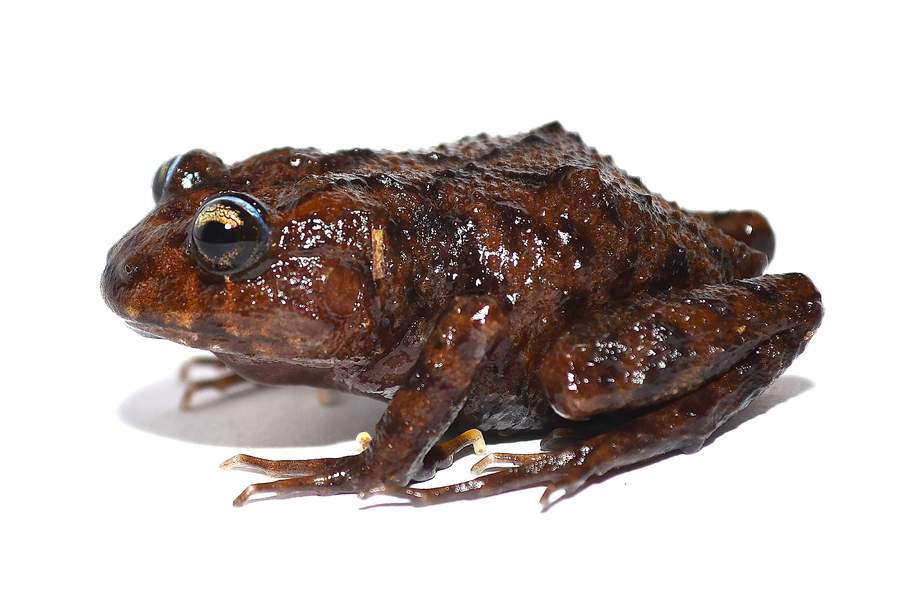 Se trata de una rana que ha sido bautizada como Lynchius megacephalus, voz latina que significa cabeza grande. (EFE)