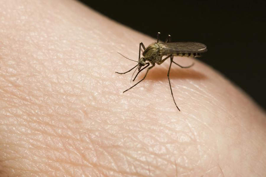 El dengue es una infección vírica propia de climas tropicales y subtropicales que transmiten los mosquitos 'Aedes aegypti' y 'Aedes albopictus'. (ARCHIVO)