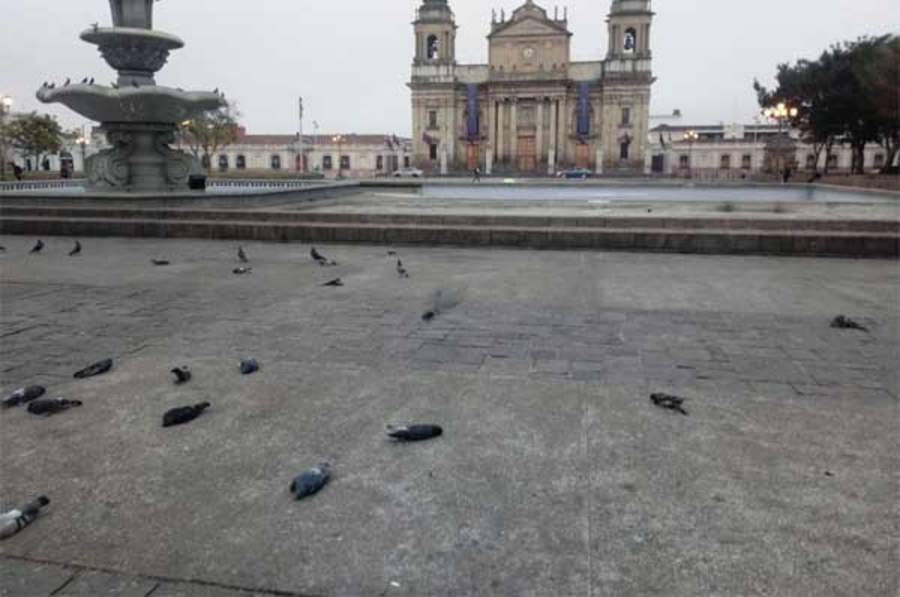 Encuentran muertas a más de 100 aves en centro de Guatemala