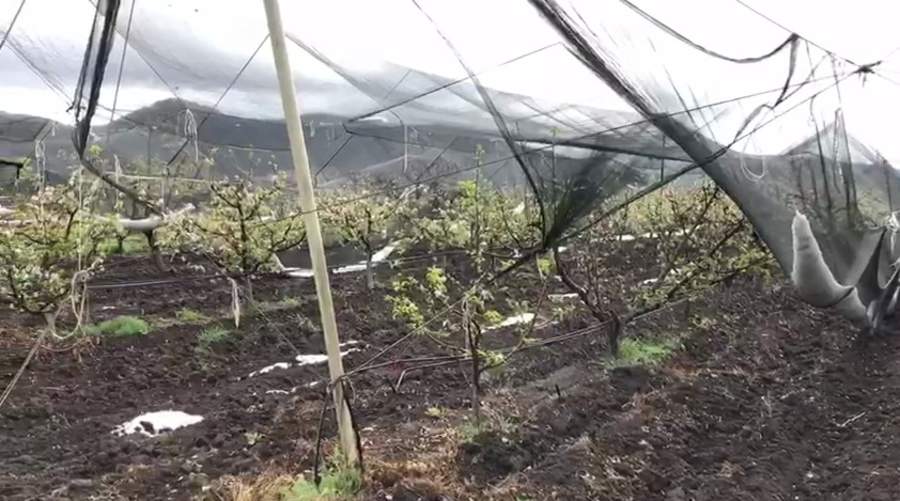 Evalúan posibles daños a cultivos de manzana tras granizada en Arteaga