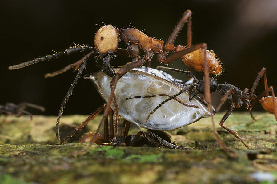 Estudian impacto de hormigas en sistemas agroforestales