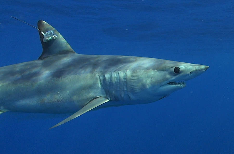 En peligro de extinción, 17 especies de tiburones