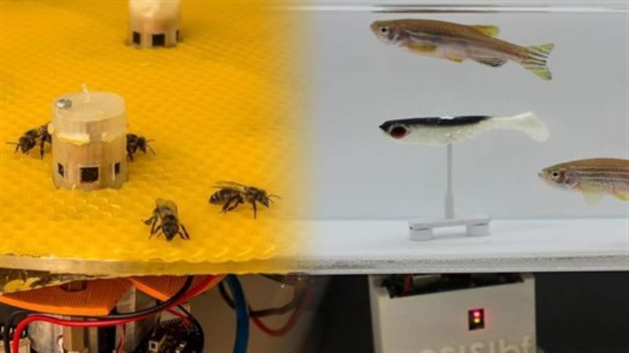 Logran que abejas y peces se comuniquen entre sí mediante robots