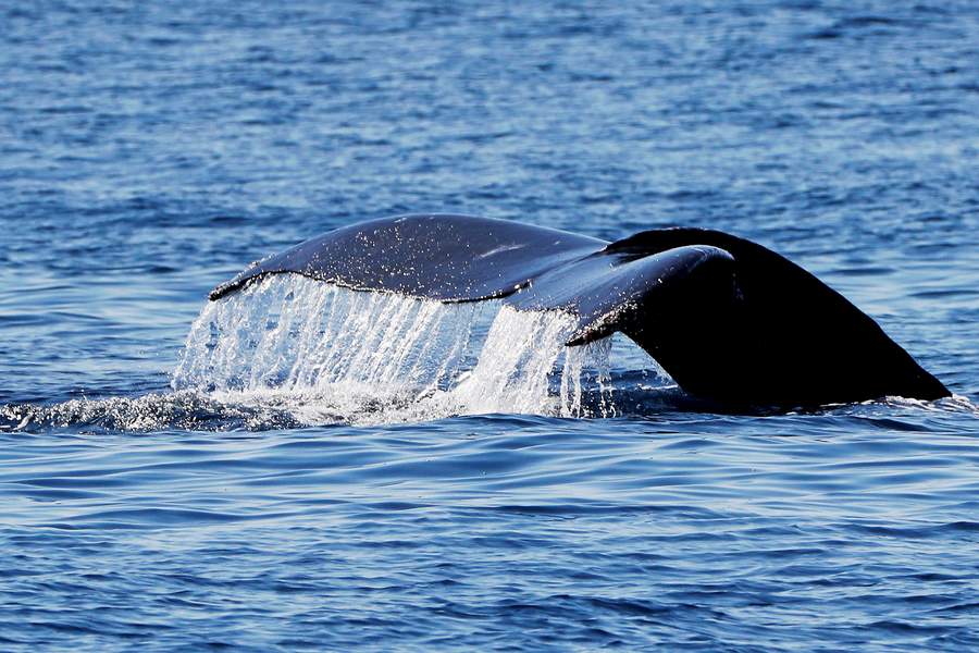 Ballenas jorobadas, el animal más complejo del mundo acústicamente