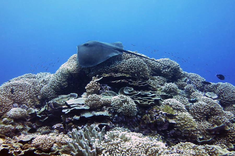 Falta de oxígeno en océanos, una 'plaga' que arrasa la vida marina