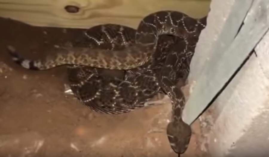 Según añadió el especialista que retiró a los reptiles, es común en esta temporada que las serpientes se refugien bajo las viviendas de Texas (INTERNET)    