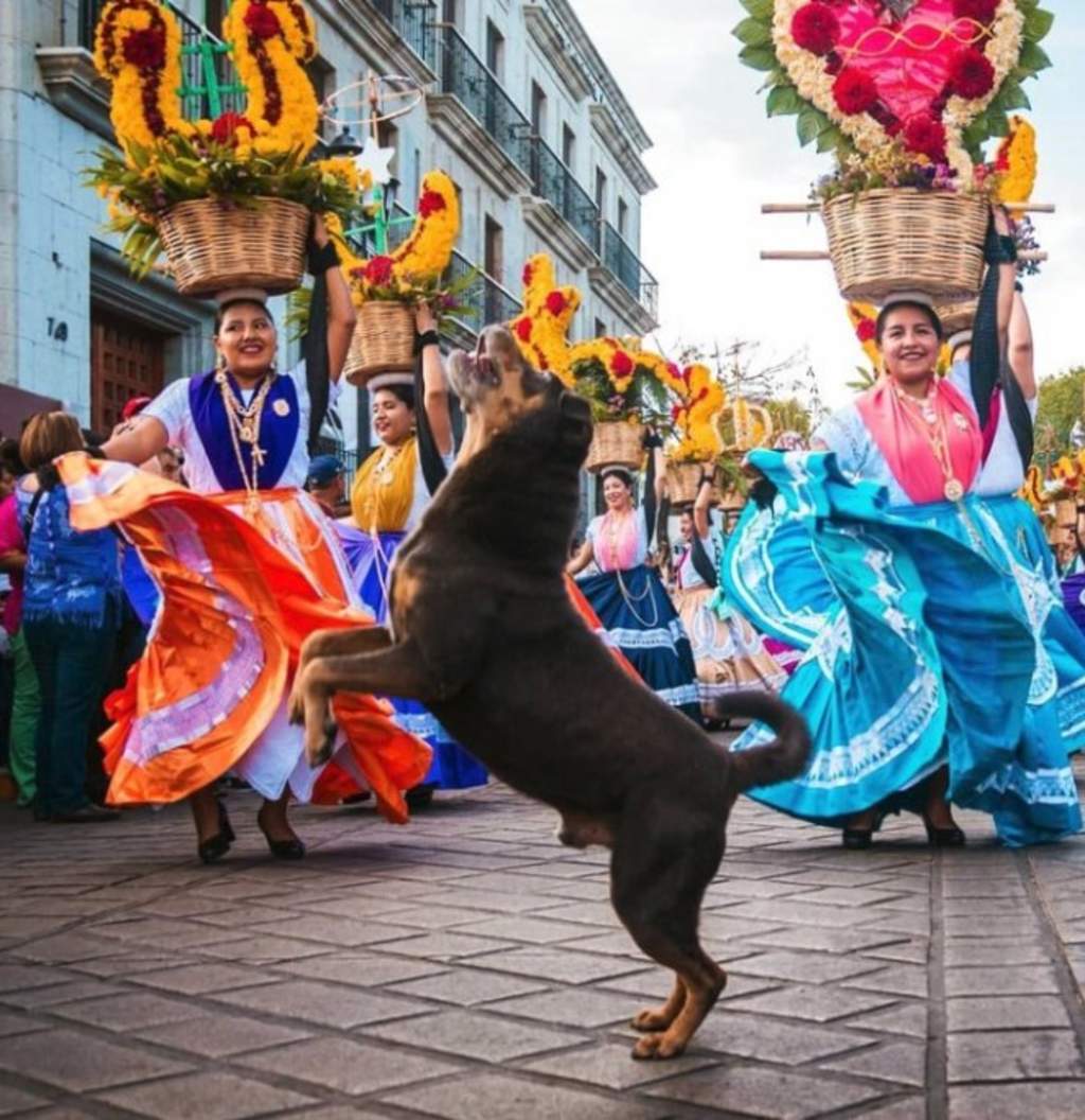 Adoptan a 'Mazapán', el más famoso perro de Oaxaca