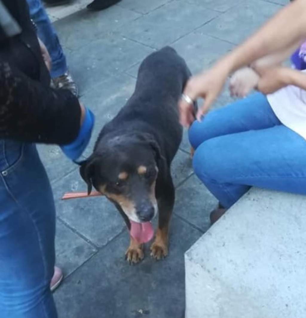 Adoptan a 'Mazapán', el más famoso perro de Oaxaca