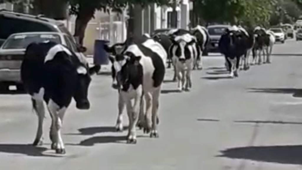 Captura de pantalla del video grabado por una vecina de la colonia Elsa Hernandez, donde una veintena de vacas causaron daños a tres vehículos estacionados. (Especial)