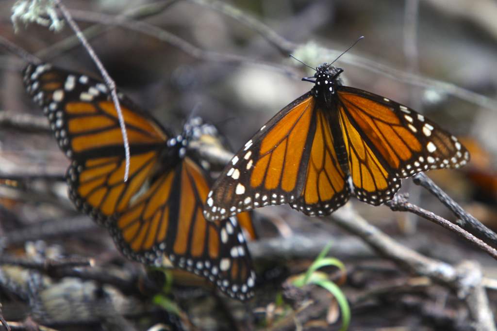 El proceso migratorio de la mariposa monarca se encuentra en riesgo debido a las actividades humanas, especialmente la deforestación, informó este lunes la Universidad Nacional Autónoma de México (UNAM). (ARCHIVO)