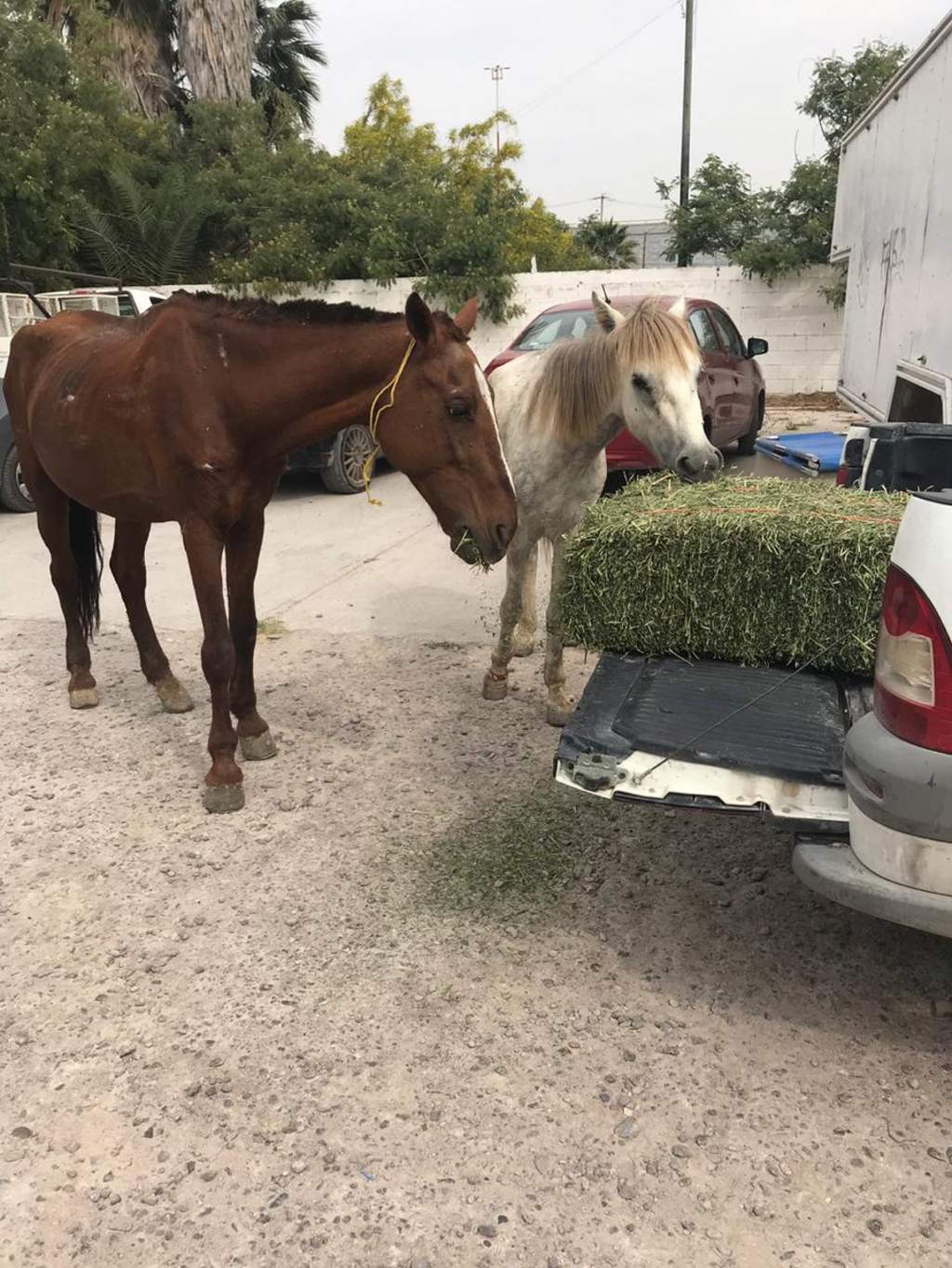 Se logró el rescate de dos caballos que fueron abandonados y los cuales se encontraban en malas condiciones. (ESPECIAL) 