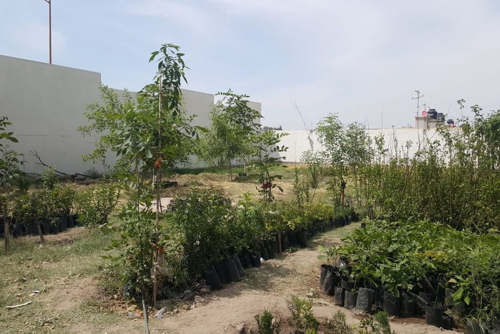 La Secretaría de Medio Ambiente en el estado donará más de mil 200 árboles para plantar en diferentes espacios públicos.Además se entregarán a escuelas y ciudadanos.