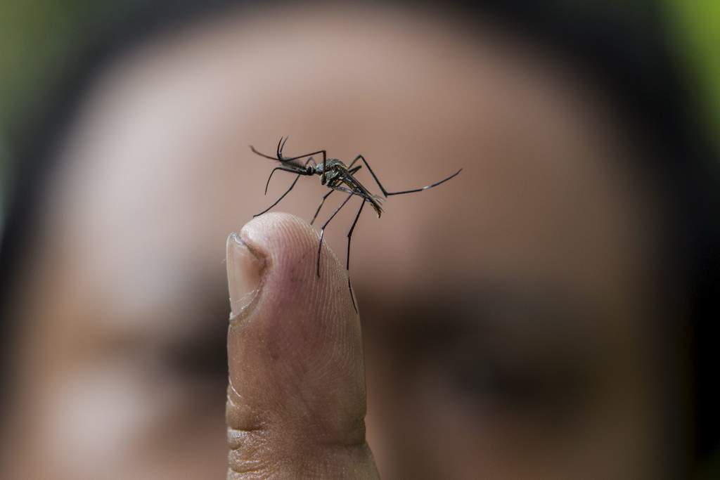 Han descubierto el gen que hace que el mosquito 'Aedes aegypti' detecte los ácidos del olor humano y encuentre así a sus 'víctimas'. (ARCHIVO)