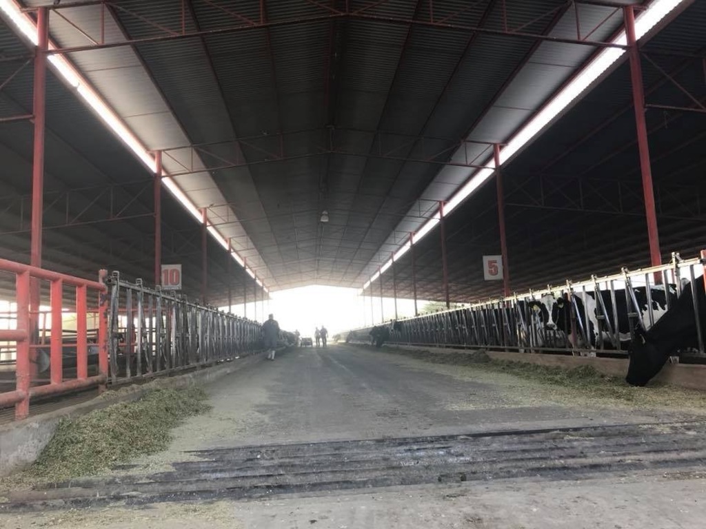 Aspectos generales de un rancho especializado en la ganadería lechera que según estimaciones de Mario Valdés Berlanga da empleo a 95 mil personas. (ARCHIVO)