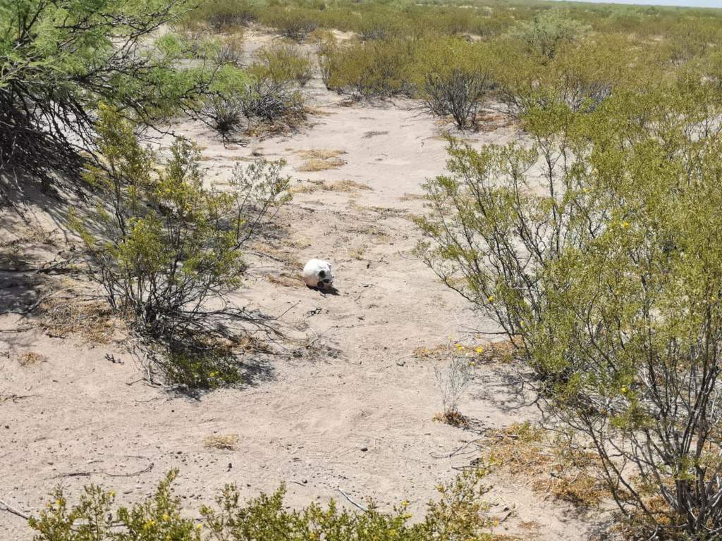 Encuentran Más Restos óseos En Viesca El Siglo De Torreón