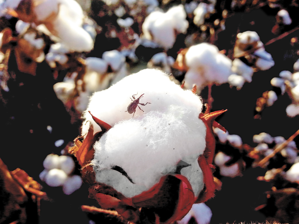 Los insecticidas se aplicaron principalmente en la época de bonanza del algodón en la región lagunera, cuando se llegaron a cultivar hasta 100 mil hectáreas. (EL UNIVERSAL)
