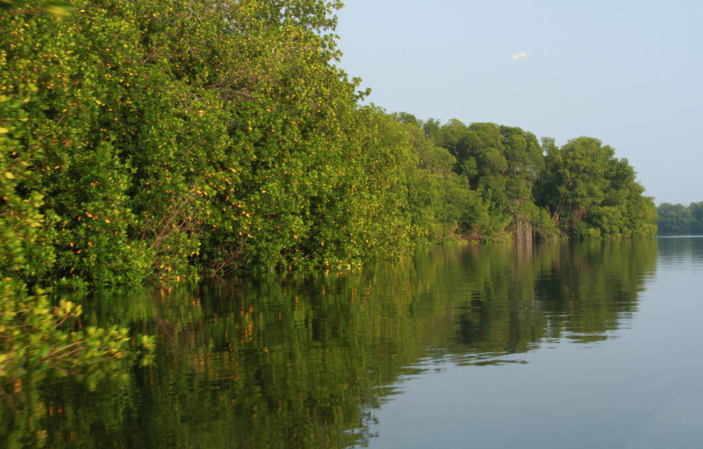 México cuenta con 742 mil hectáreas de manglares. (ARCHIVO)