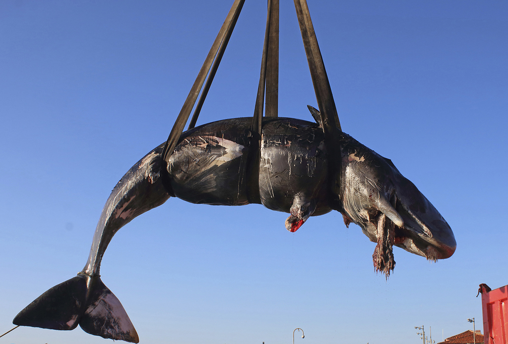 Hallan ballena muerta con plástico en barriga