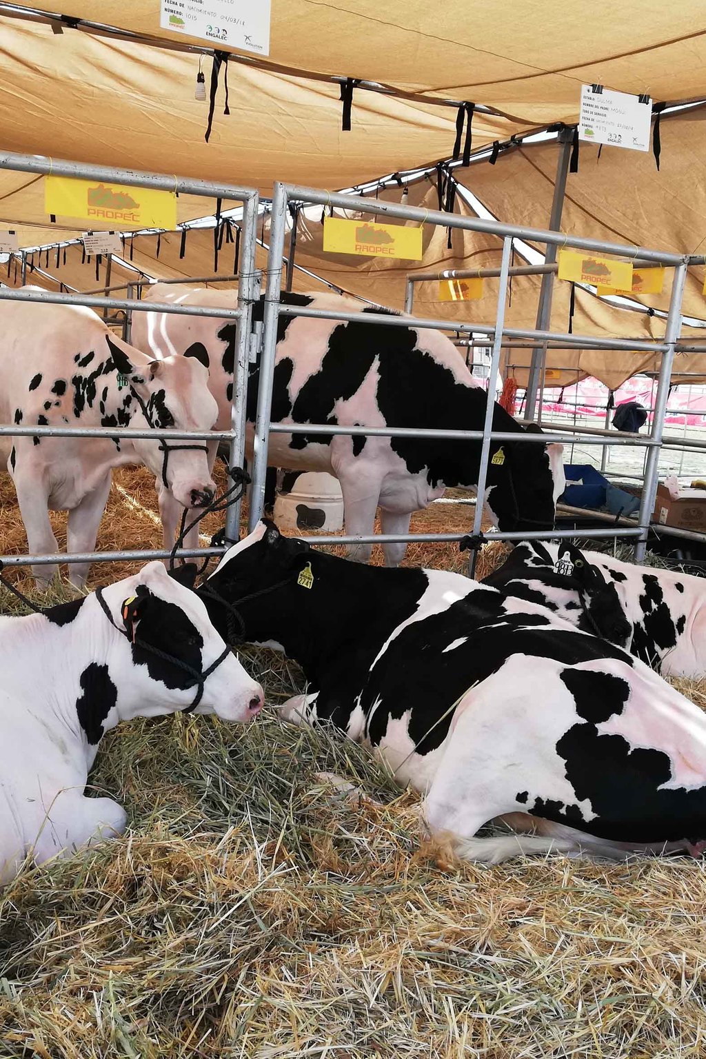 Se debe cambiar el modelo de producción para alimentar el ganado lechero. (ARCHIVO)
