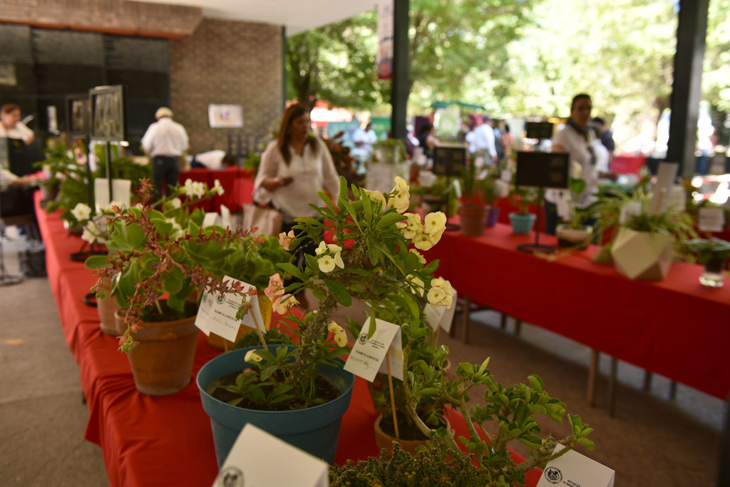 En el evento se organizó un concurso de plantas entre los asistentes, en donde se tomaron en cuenta varios aspectos a calificar.