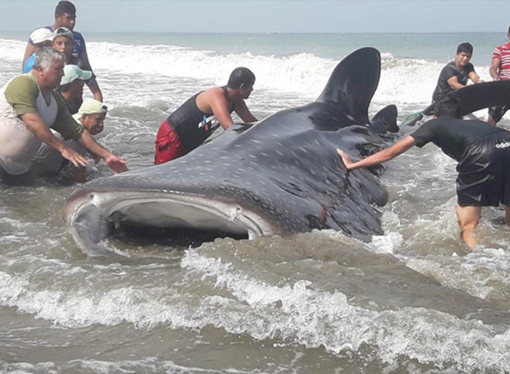 El animal quedó varado en la costa de Ecuador. (INTERNET)