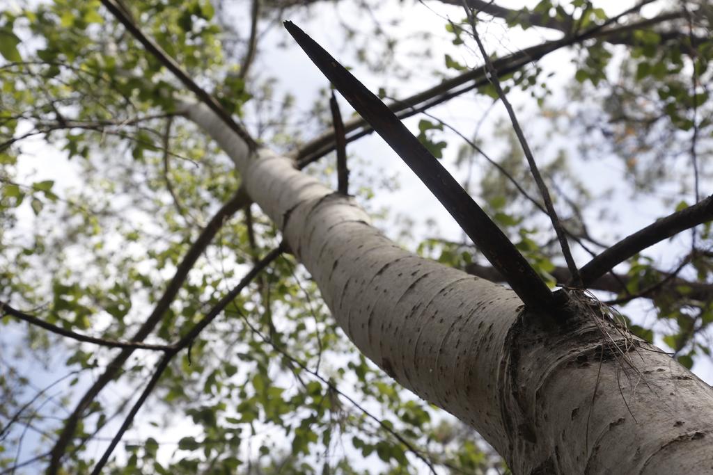 En las entrañas más profundas del Bosque La Primavera, un área protegida que colinda con la zona metropolitana de Guadalajara, crece este árbol endémico que llega a medir hasta 30 metros de alto. (EFE)
