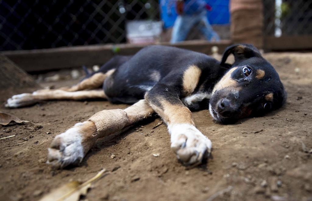 Se contemplan sanciones para las personas que maltraten a las distintas especies, no únicamente a los perros. (ARCHIVO) 