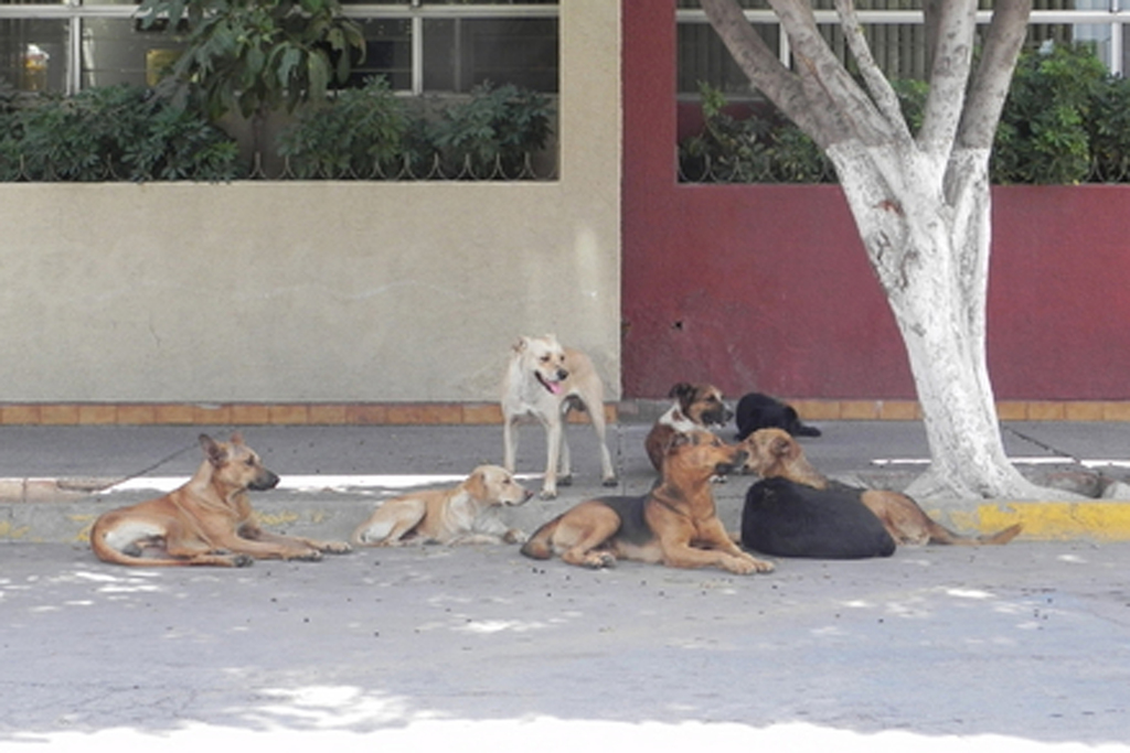 Avanza reglamento de protección animal en la comisión de Salud de Gómez Palacio. (EL SIGLO DE TORREÓN)