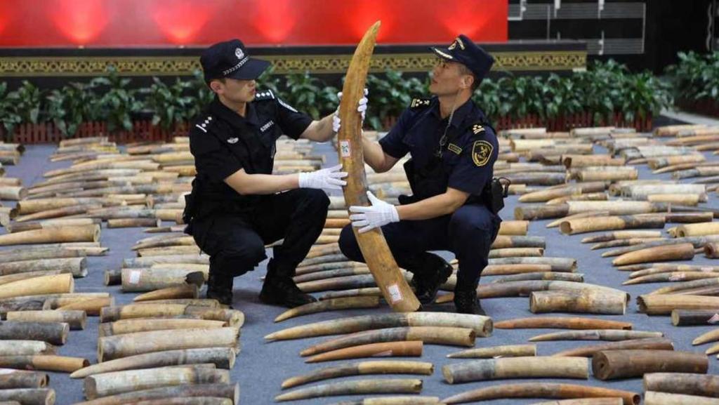 China confisca casi tres mil colmillos de marfil