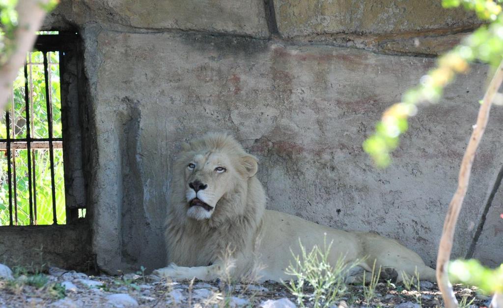 Más de 180 especies de animales salvajes tiene el zoológico de Monclova, el único parque de este tipo en Coahuila. (EL SIGLO COAHUILA)