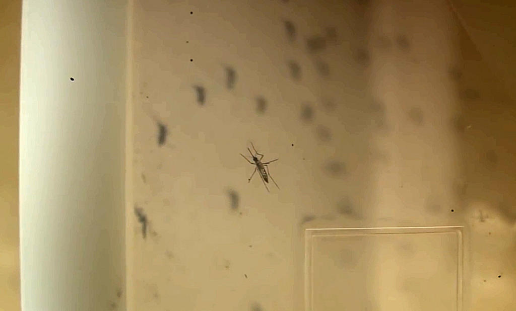 Se registra primer caso de dengue en estado