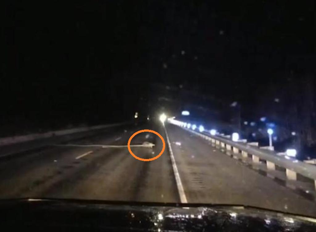 Un oficial de la oficina del alguacil en Montana captó la escena en video. (INTERNET)