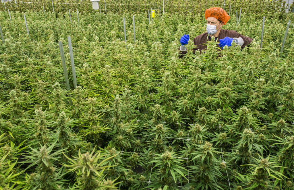 El gigante canadiense del cannabis Canopy Growth anunció este jueves un multimillonario acuerdo para hacerse con el grupo Acreage Holdings una vez que la marihuana se legalice a nivel federal en Estados Unidos. (ARCHIVO)