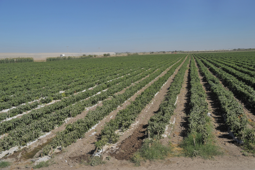 México ocupa el lugar 10 como productor de jitomate en el mundo, con aproximadamente 3.5 millones de toneladas anuales. (EL SIGLO DE TORREÓN)