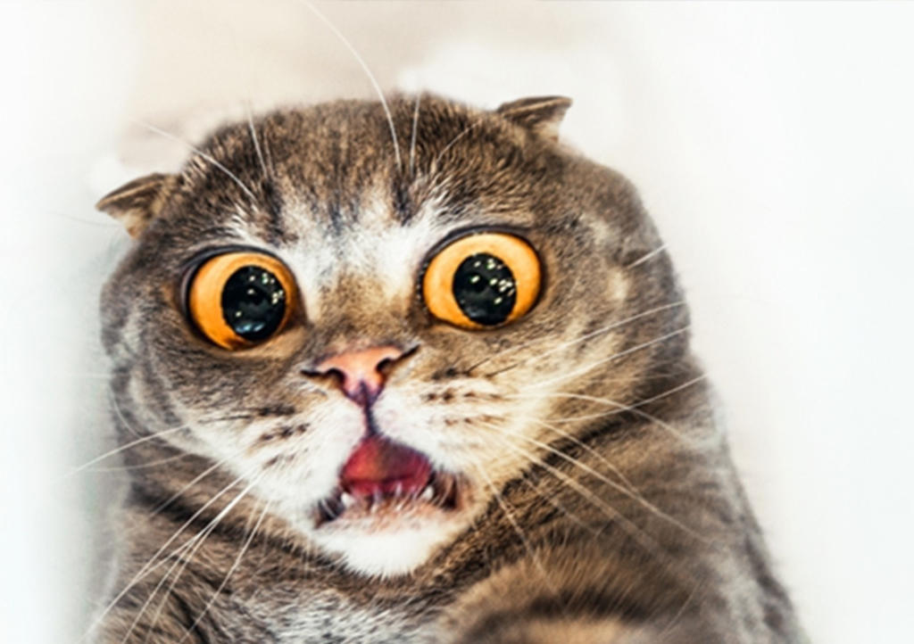 El gato que 'habla japonés' por tener que ir al veterinario