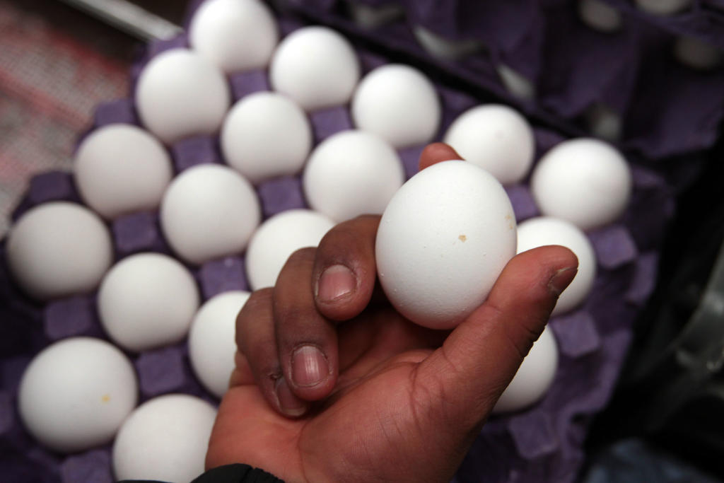 Enriquecen calidad del huevo para mejor nutrición