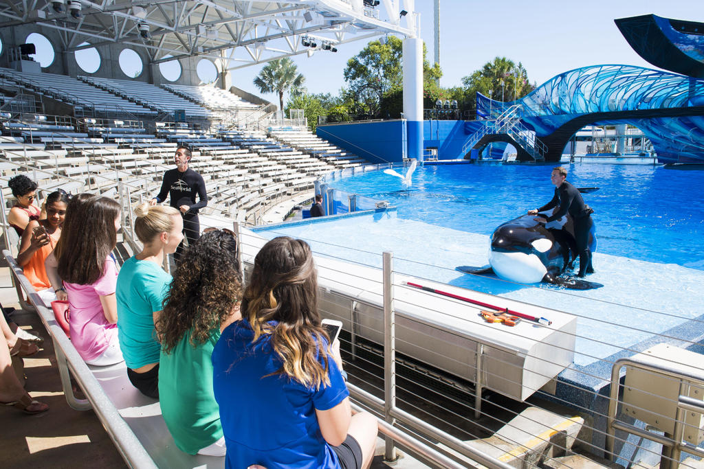 SeaWorld tiene 20 orcas en sus parques de San Diego; Orlando, Florida; y San Antonio, Texas. (ARCHIVO)