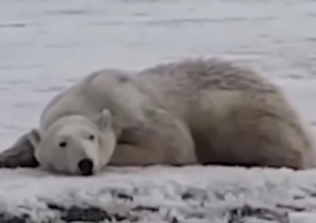 Oso polar recorre 700 kilómetros para conseguir comida