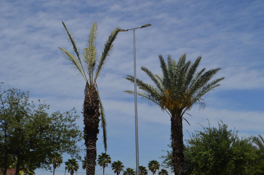 Ha generado el retiro de 15 palmas datileras y otros tres árboles, todos afectados por el tema del 'amarillamiento letal' que se ha hecho presente en los últimos meses. (EL SIGLO DE TORREÓN)