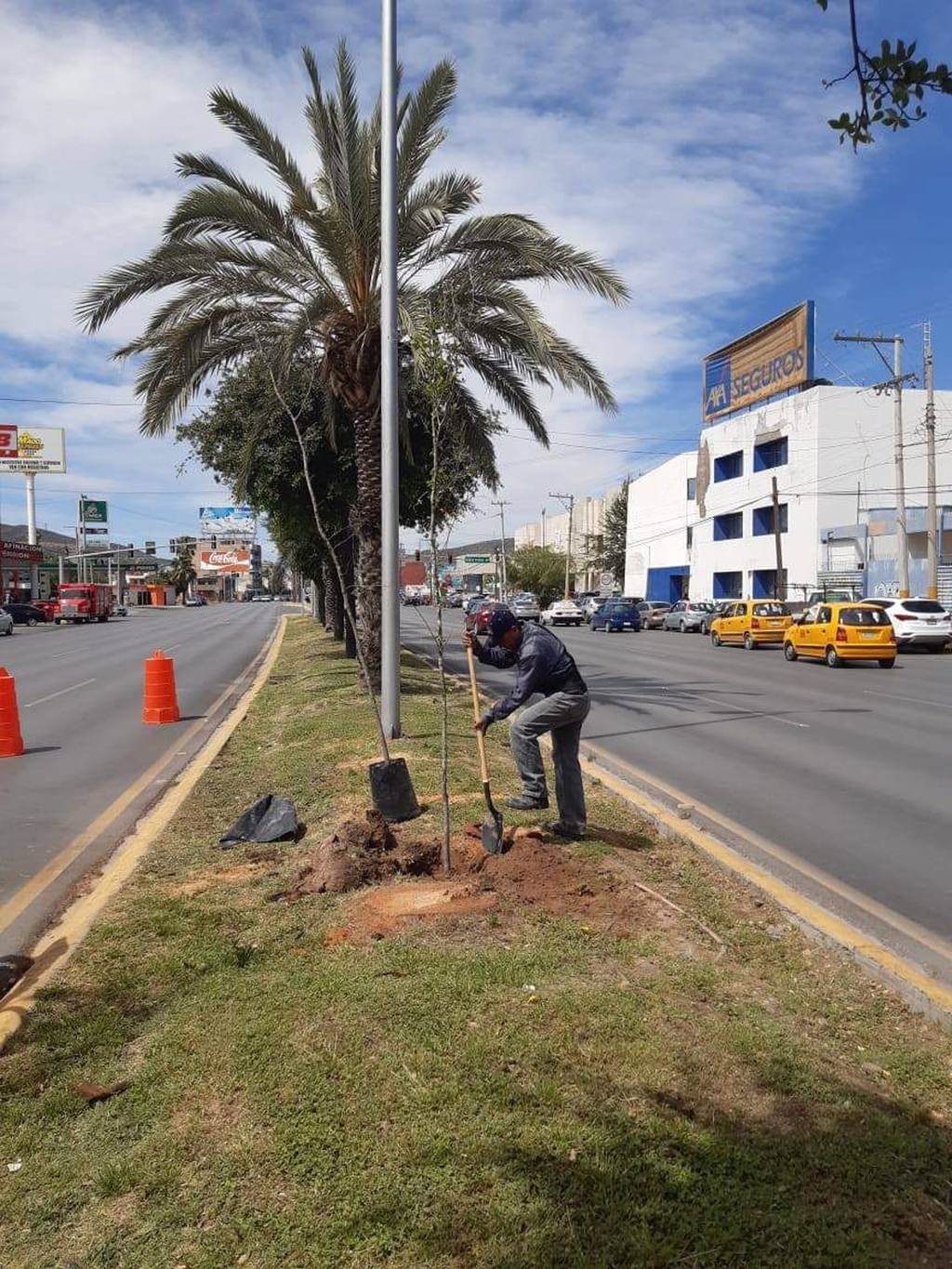 Admite Felipe Vallejo, titular de Medio Ambiente de Torreón, que siguen luchando contra el 'amarillamiento' en las palmas. (EL SIGLO DE TORREÓN)