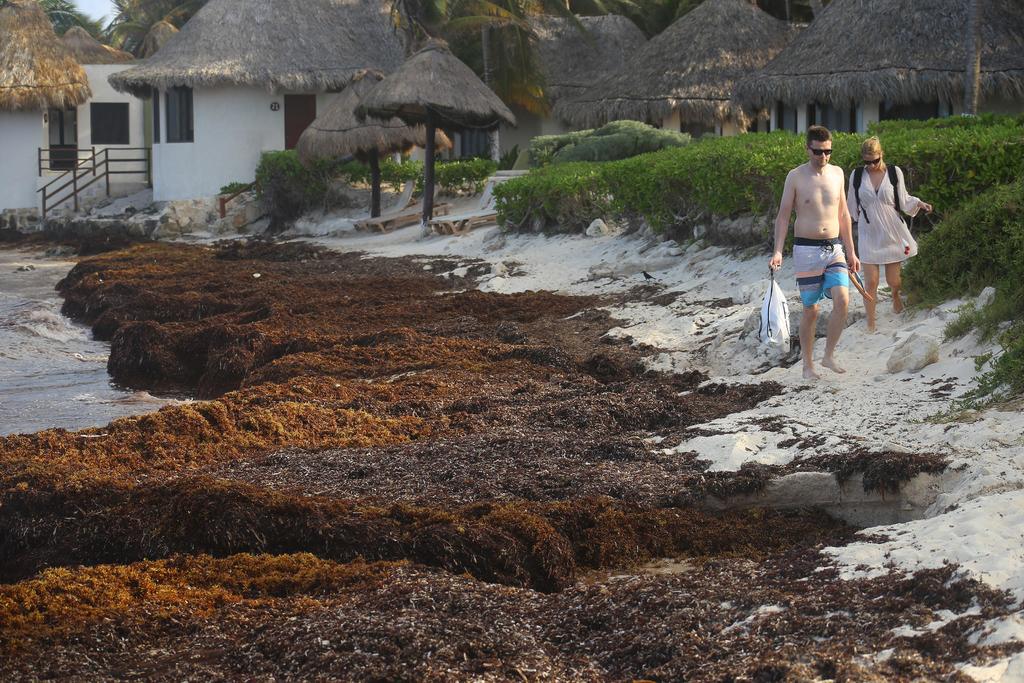 Según expertos es solo el comienzo de una nueva llegada masiva de esta alga a las playas mexicanas. (EFE)