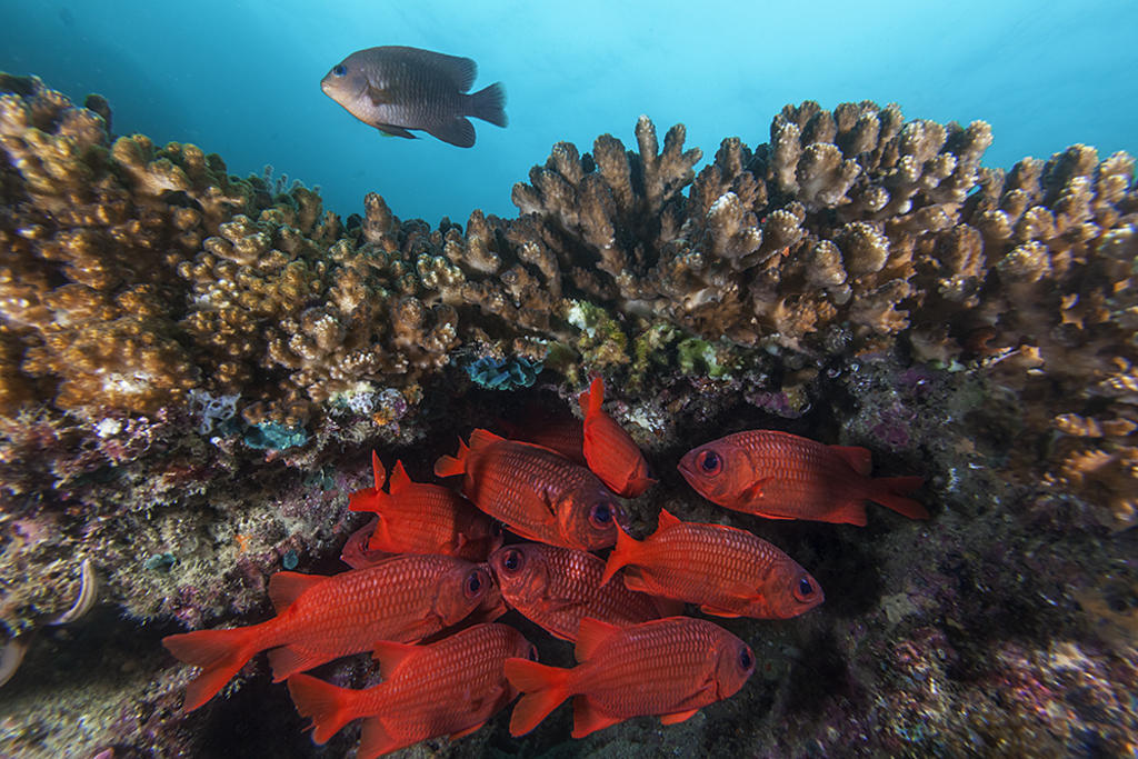  Científicos de las universidades Rutgers, McGill, de California, Stanford y de Oslo analizaron especies marinas y terrestres de sangre fría e identificaron que la vida marina es más sensible al calentamiento y menos capaz de escapar del calor. (ARCHIVO)