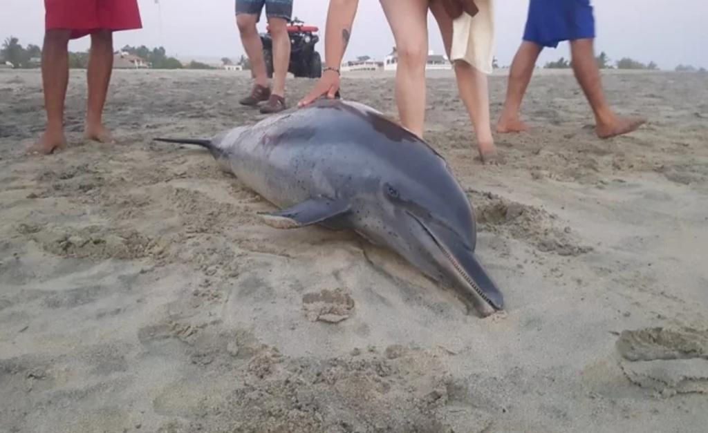 Según informaron los pescadores, el cetáceo fue localizado el jueves sobre la arena y hasta el momento se desconocen las causas de la muerte. (ESPECIAL)

